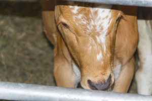 Maalaismarkkinatunnelmaa myös oli pieni vasikkakin nauttimassa, kun rautojen läpi voi kurkistaa muille.